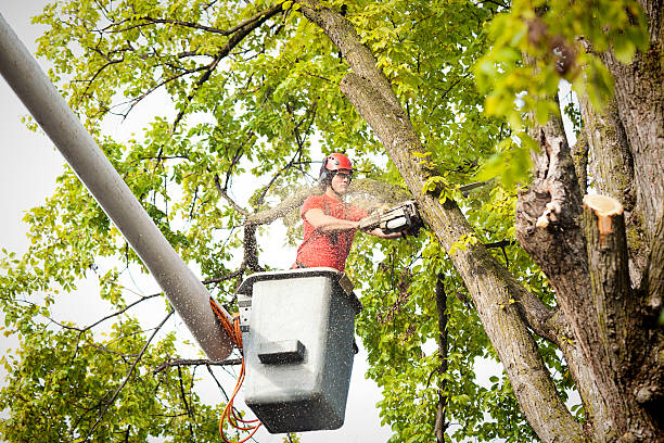  Stepney, CT Tree Removal Services Pros